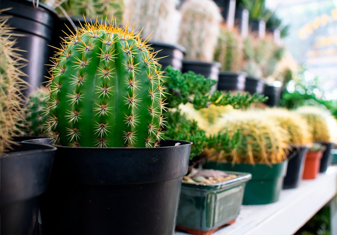 cactus-2 cactus-2