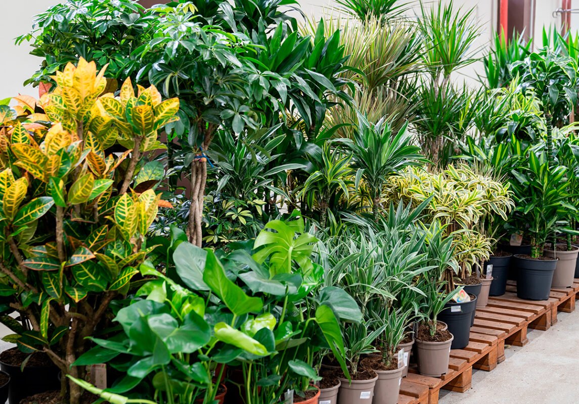 plants-home plants-home