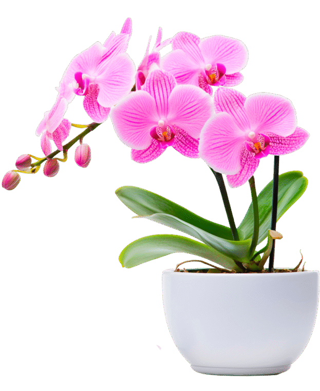 orchid-home orchid-home