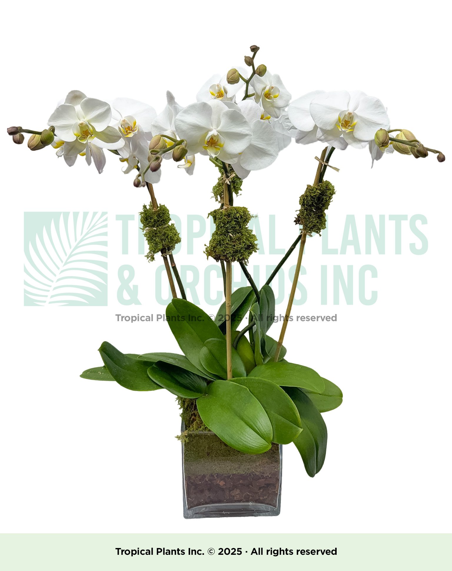4-stem Orchid