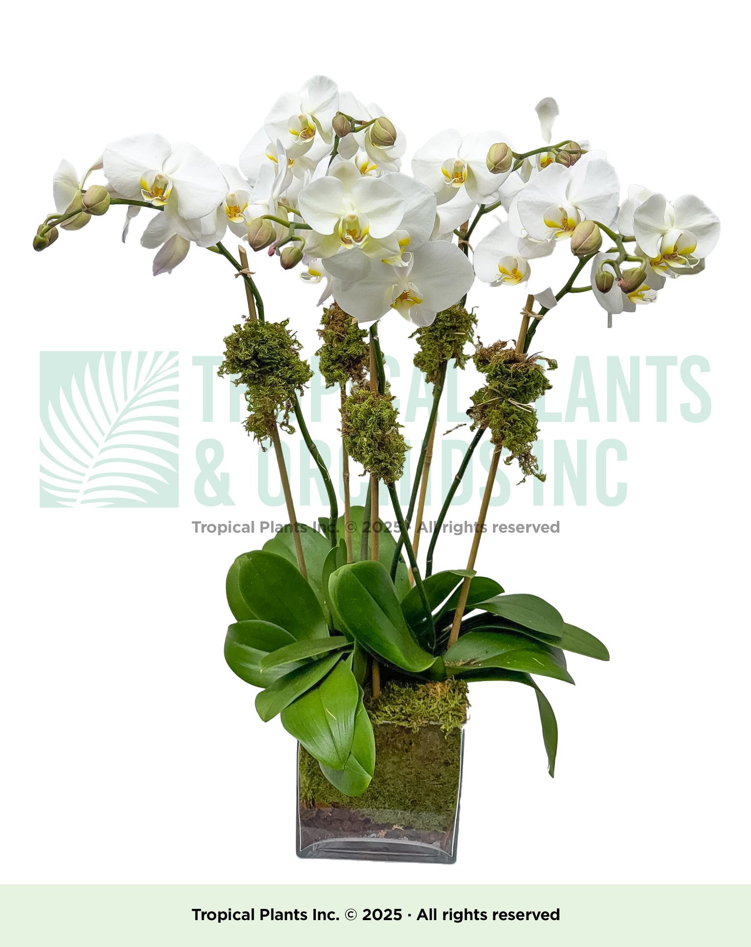 5- stem Orchid