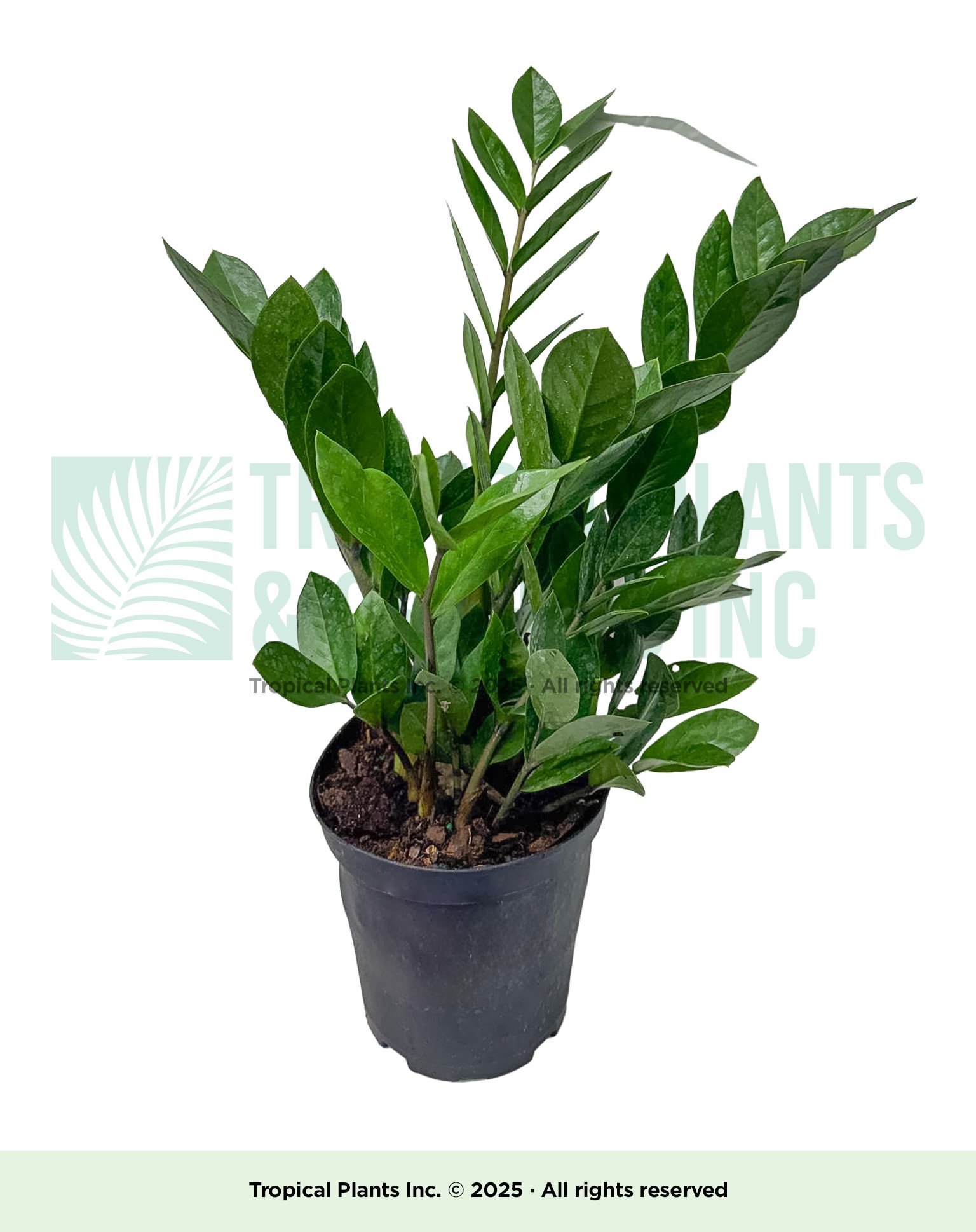 6” ZZ Plant