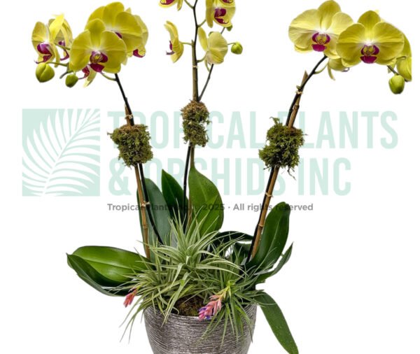 Orchid Arrangement