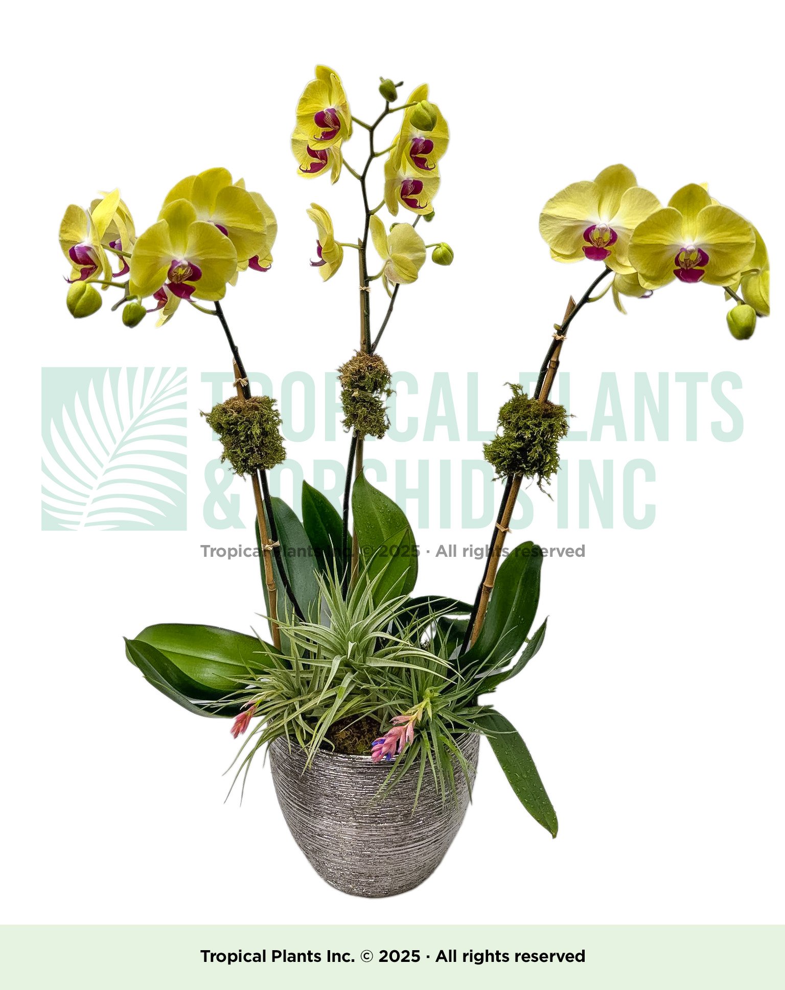 Orchid Arrangement