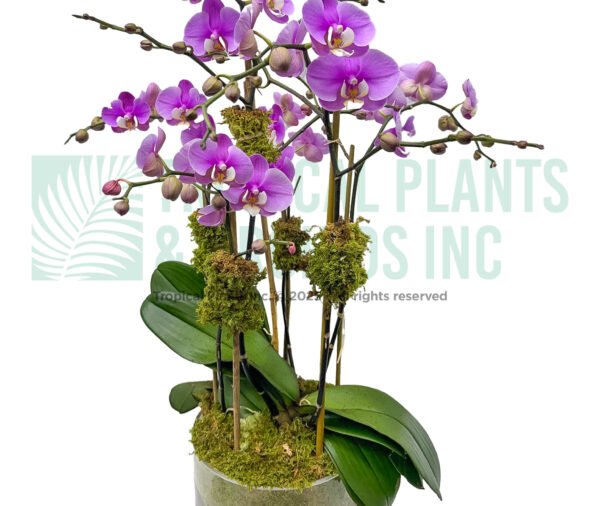 Orchid Arrangement