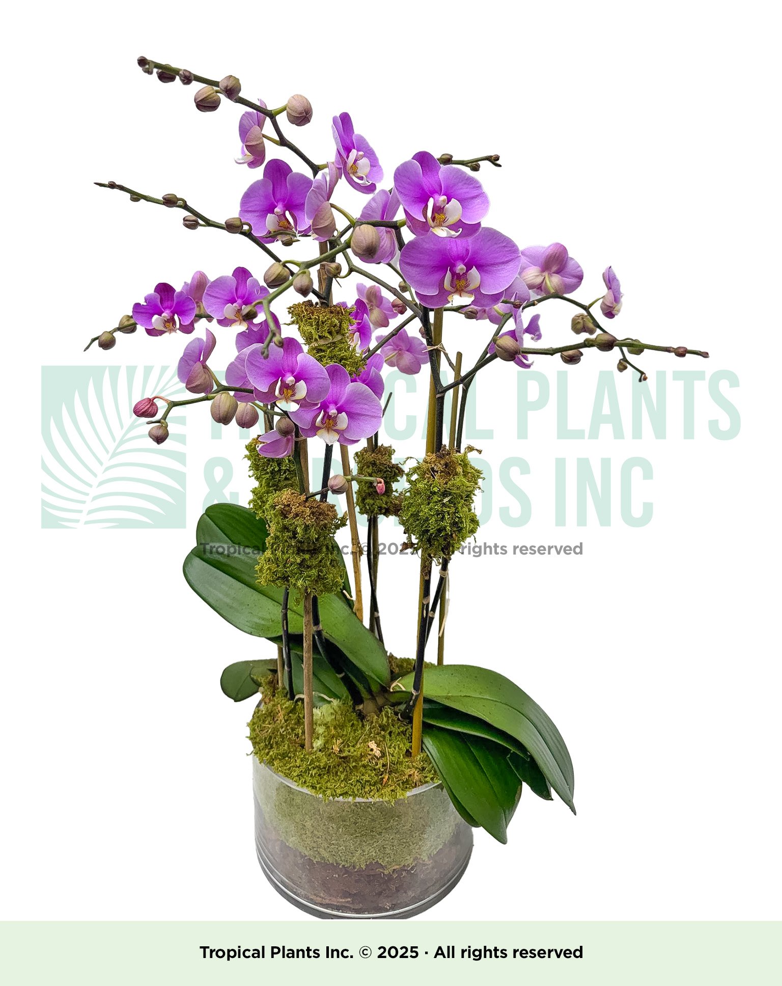 Orchid Arrangement