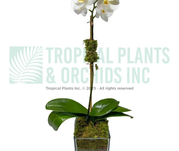 Single-stem Orchid