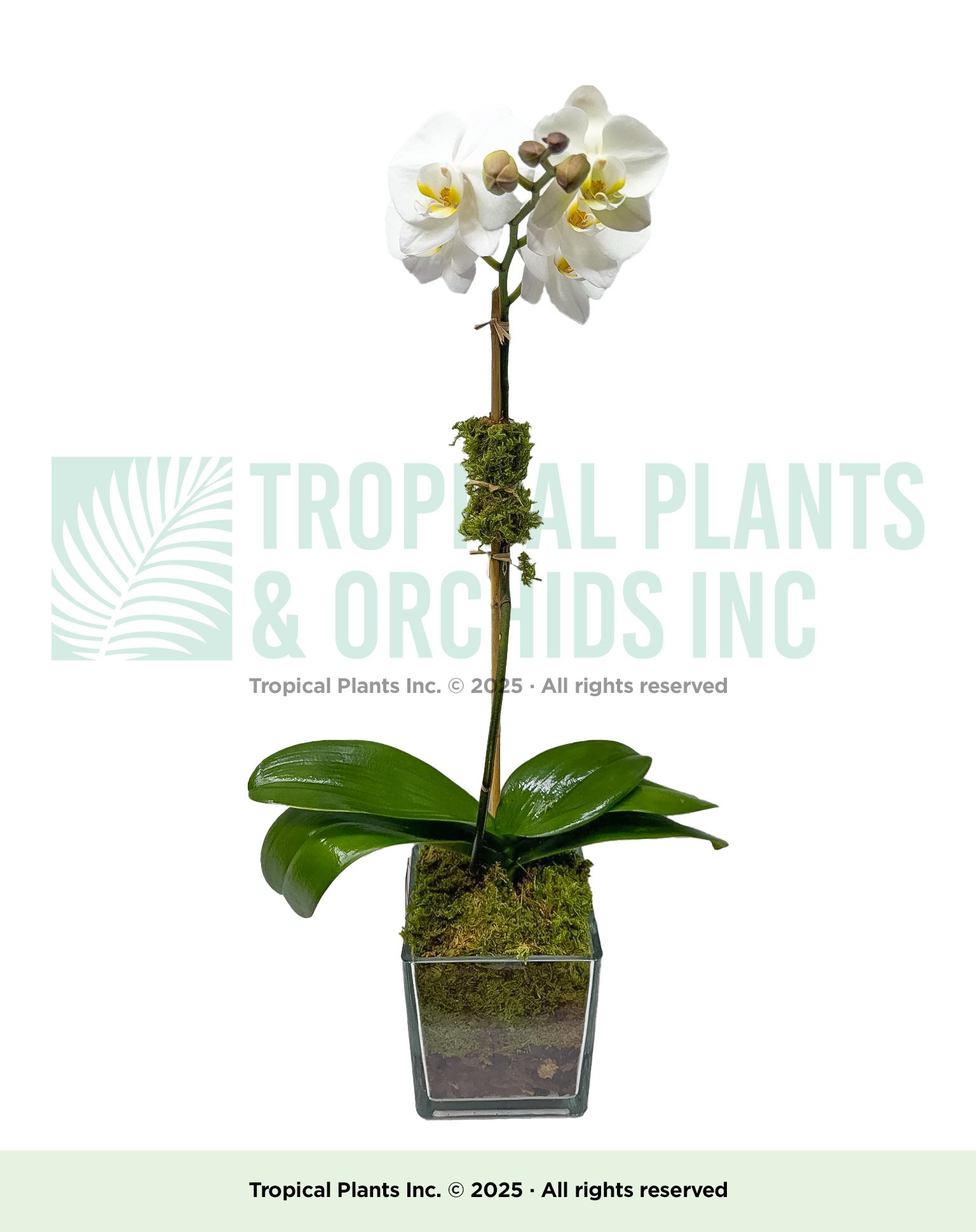 Single-stem Orchid