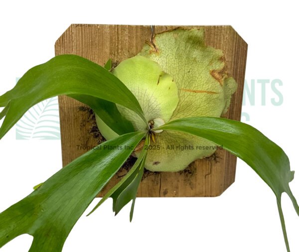 Staghorn Ferm on Plaque