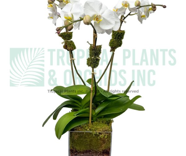 Triple-stem Orchid