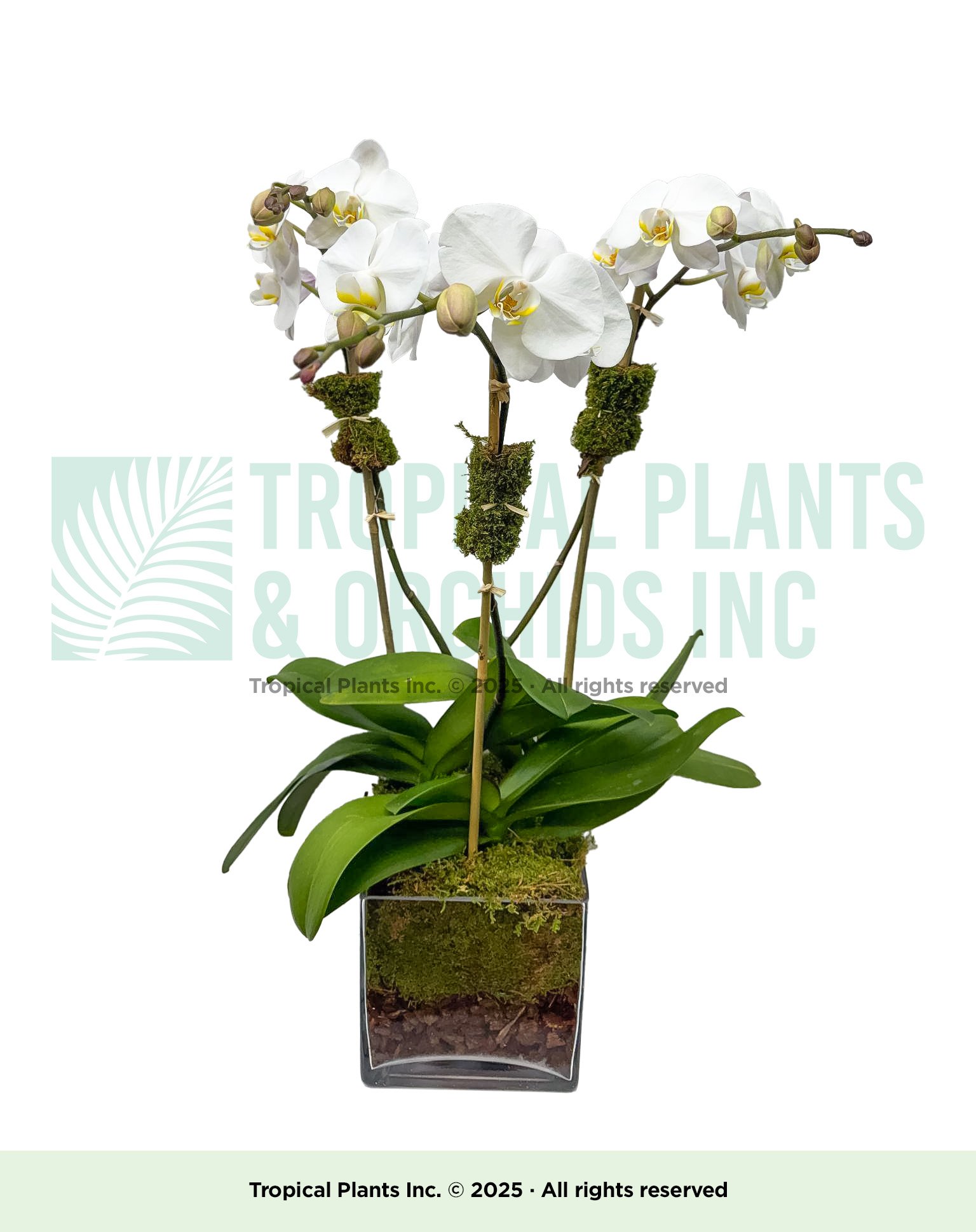 Triple-stem Orchid
