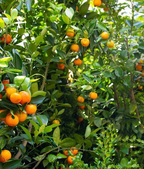 orange-tropical-plants orange-tropical-plants