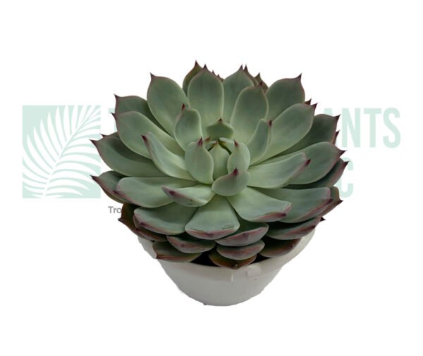 Succulent Green 6"