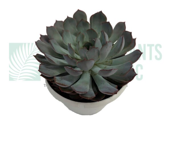 Succulent Purple 6"