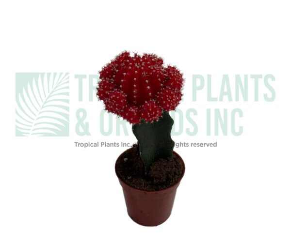 Succulent Red Cactus 2"