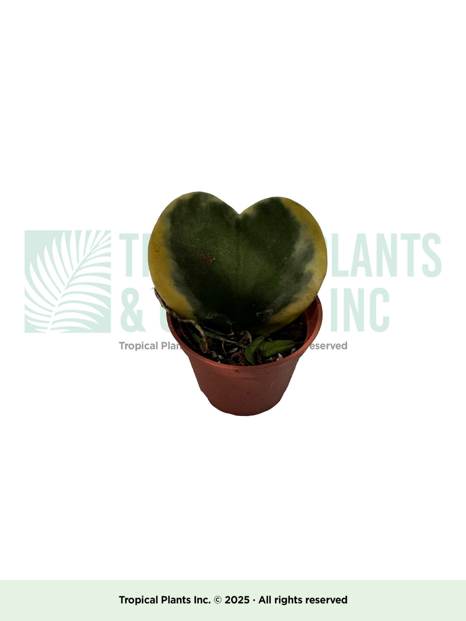 Hoya Heart Succulent 2"