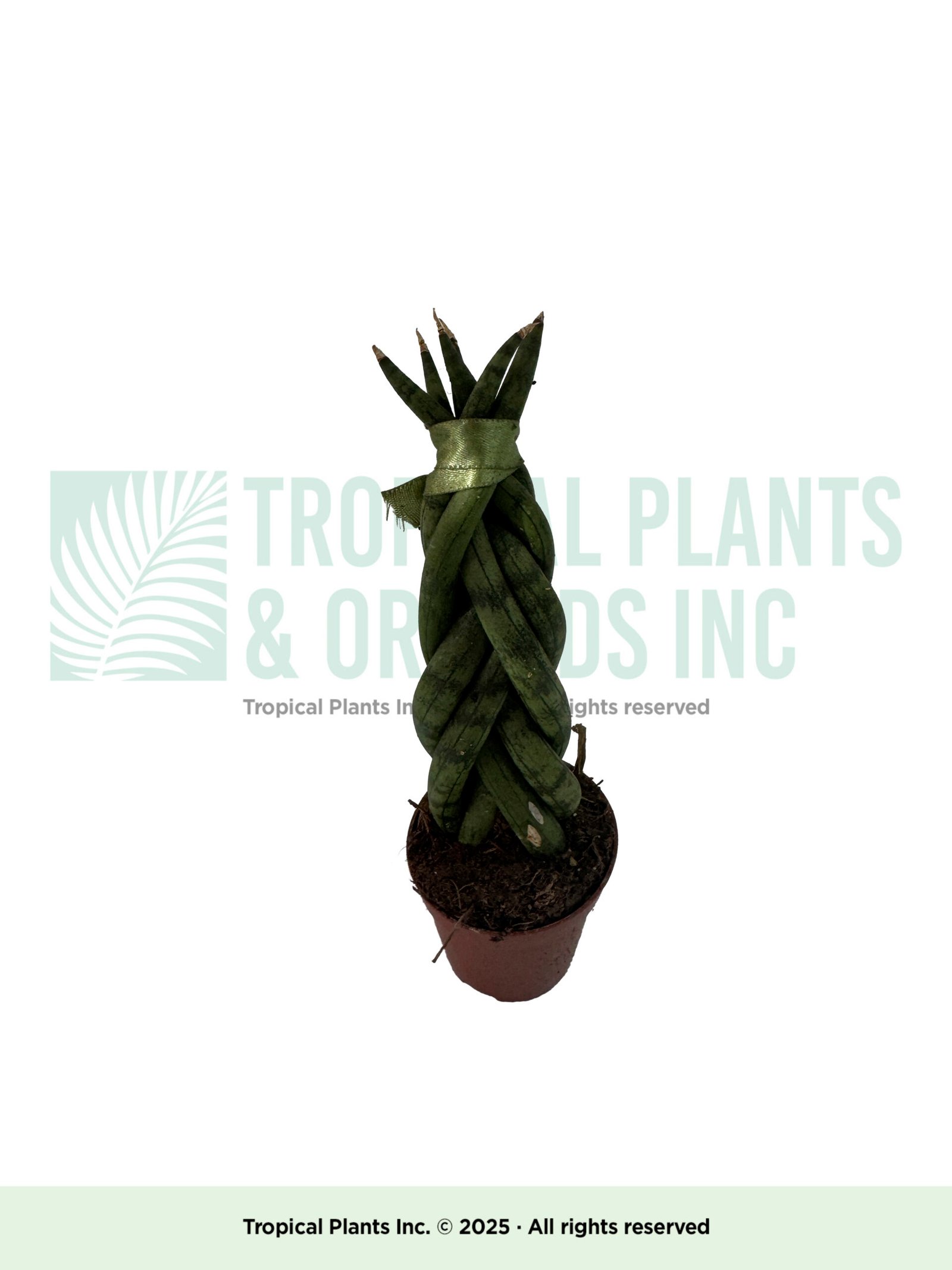 Succulent Braided Snake 2"