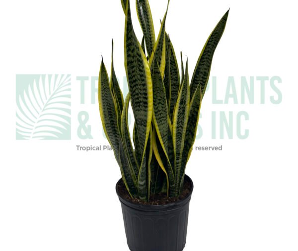 Snake Plant (Variegated)