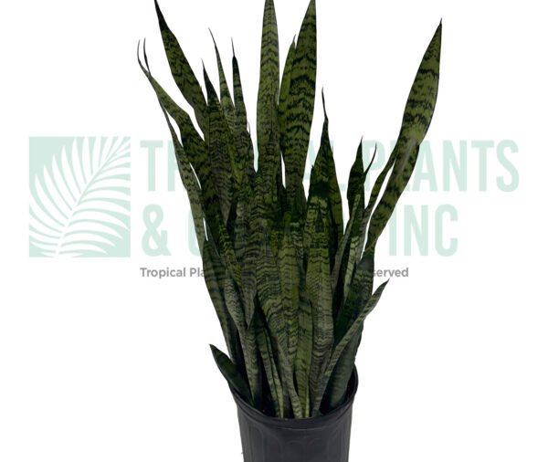 Snake Plant