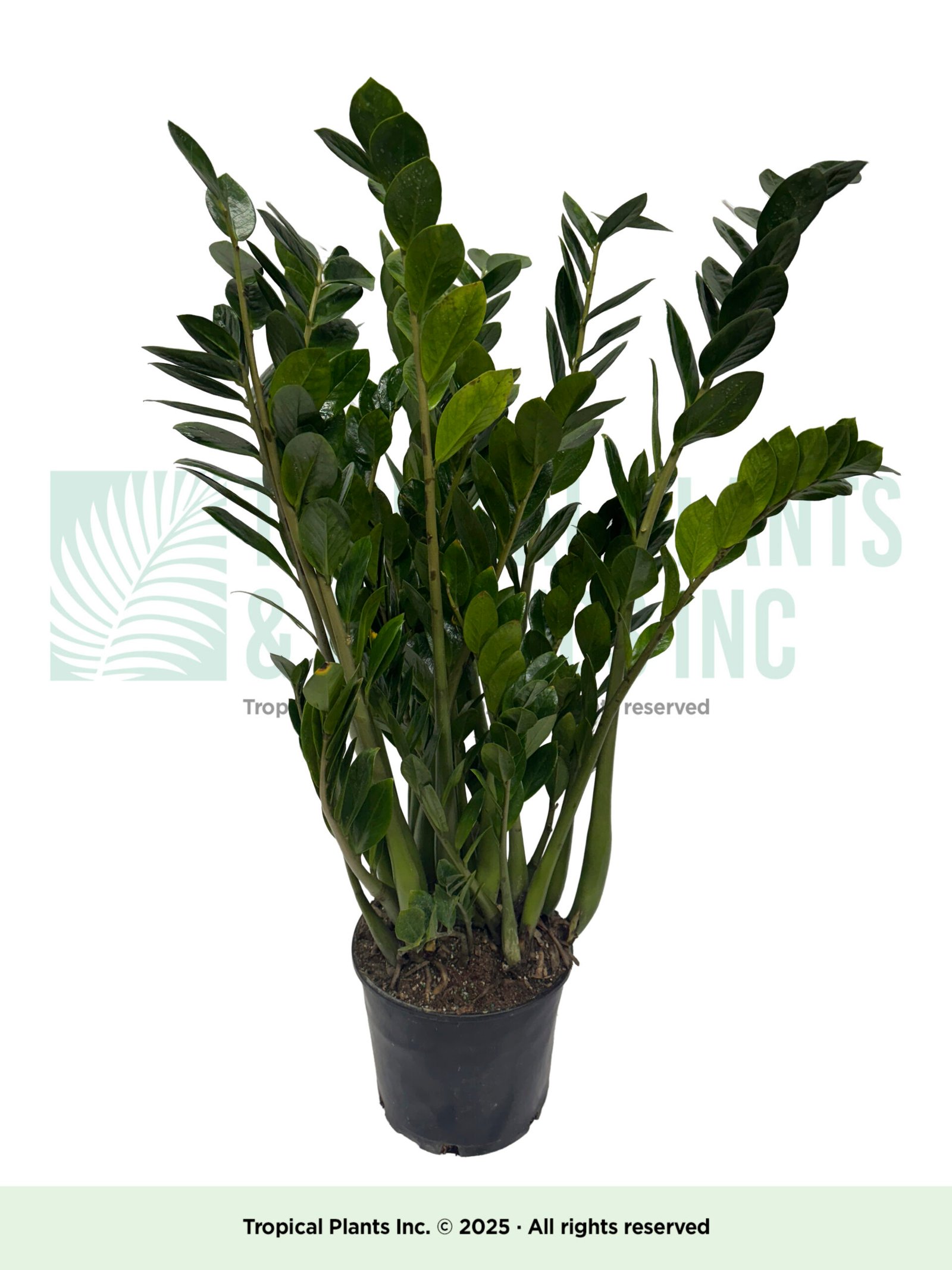 ZZ Plant