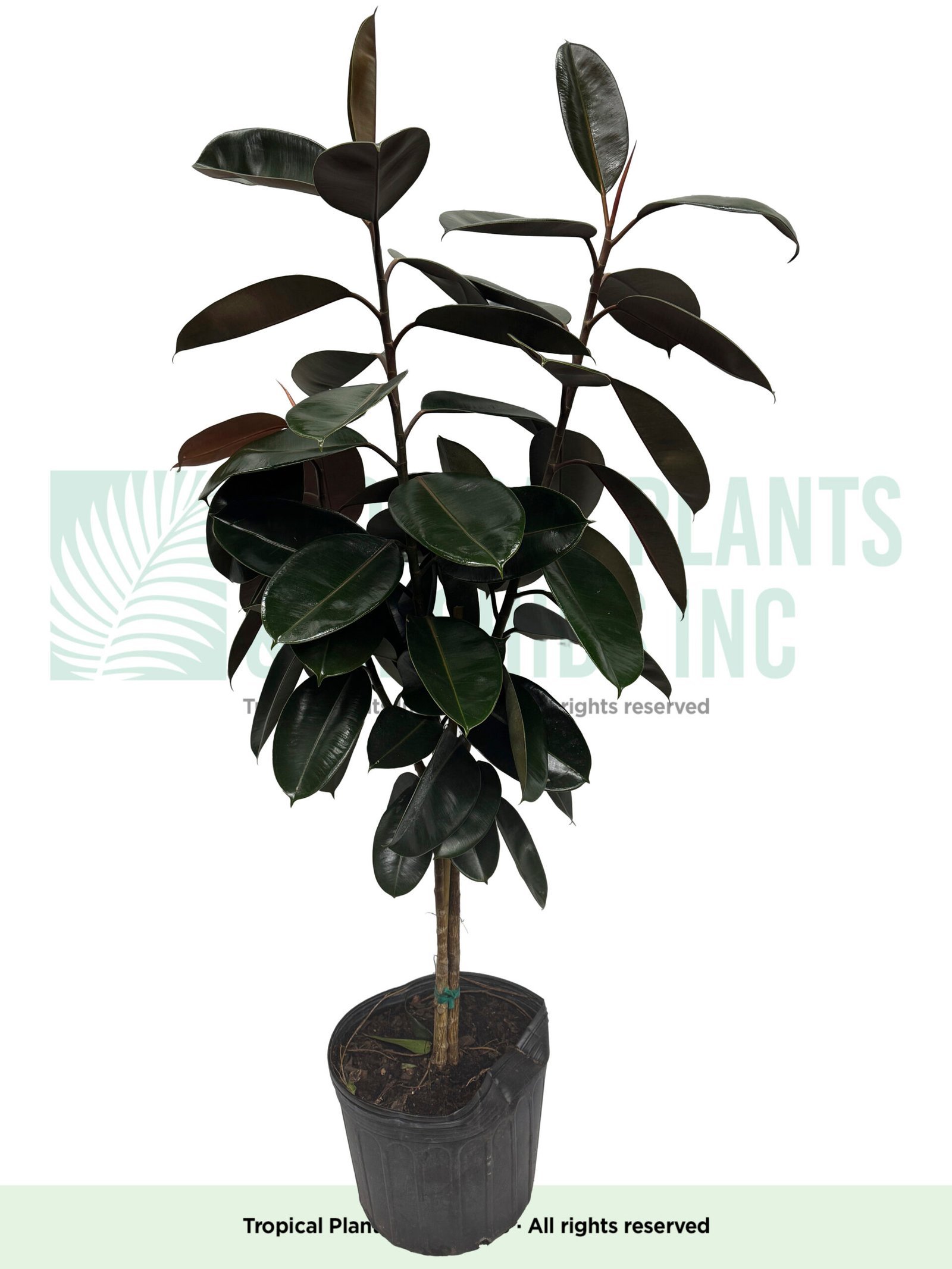 Rubber Tree/ Bush