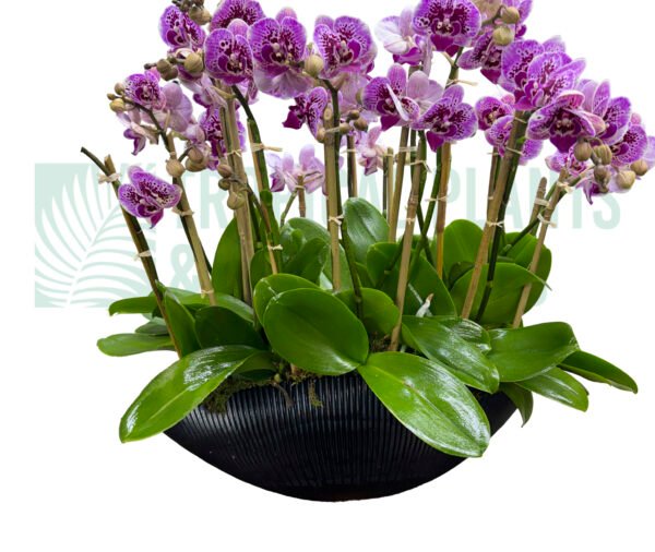 Orchid Arrangement 15 Mini Purple