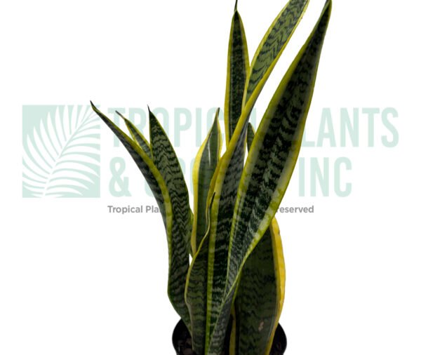 Snake Plant 6" (Variegated)