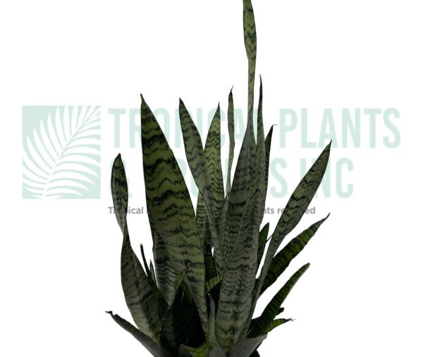 Snake Plant 6"