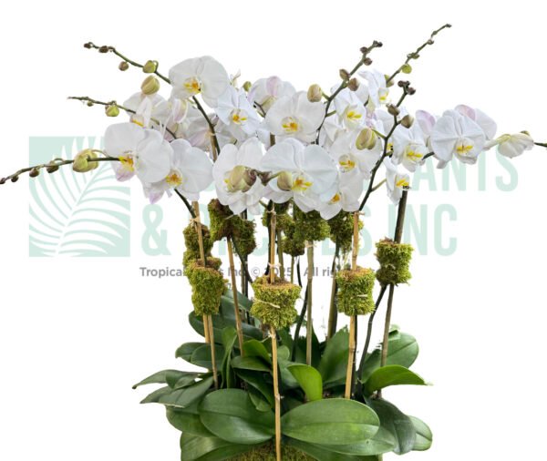 Orchid Arrangement 15 Stem