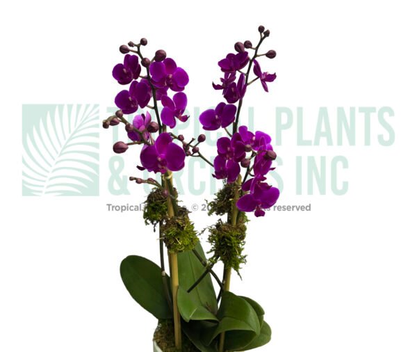 Orchid Arrangement Mini Purple