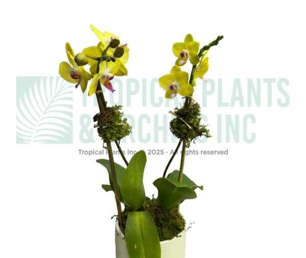 Orchid Arrangement Mini Yellow