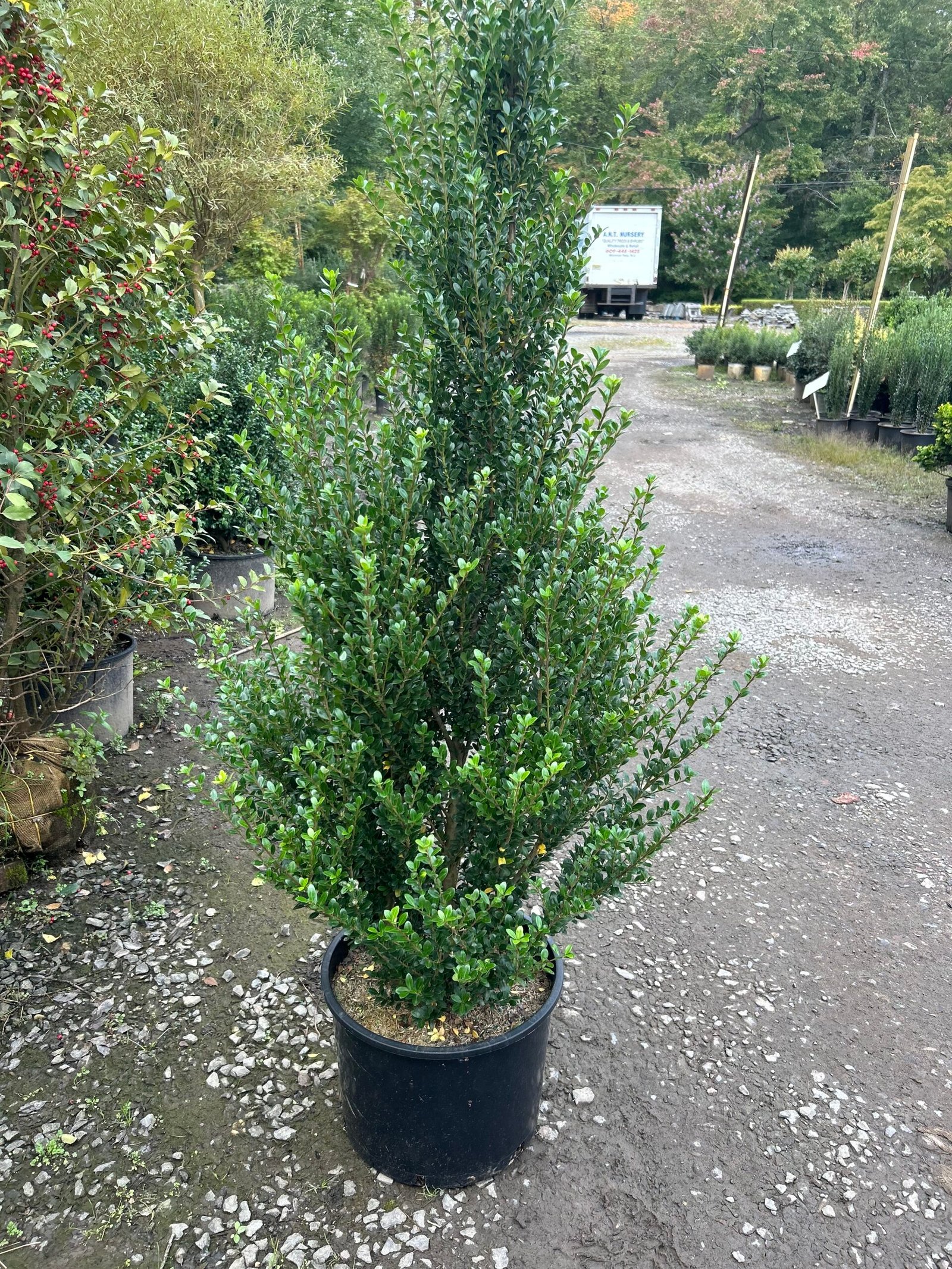 Steve Holly Shrub 14" (5' tall)