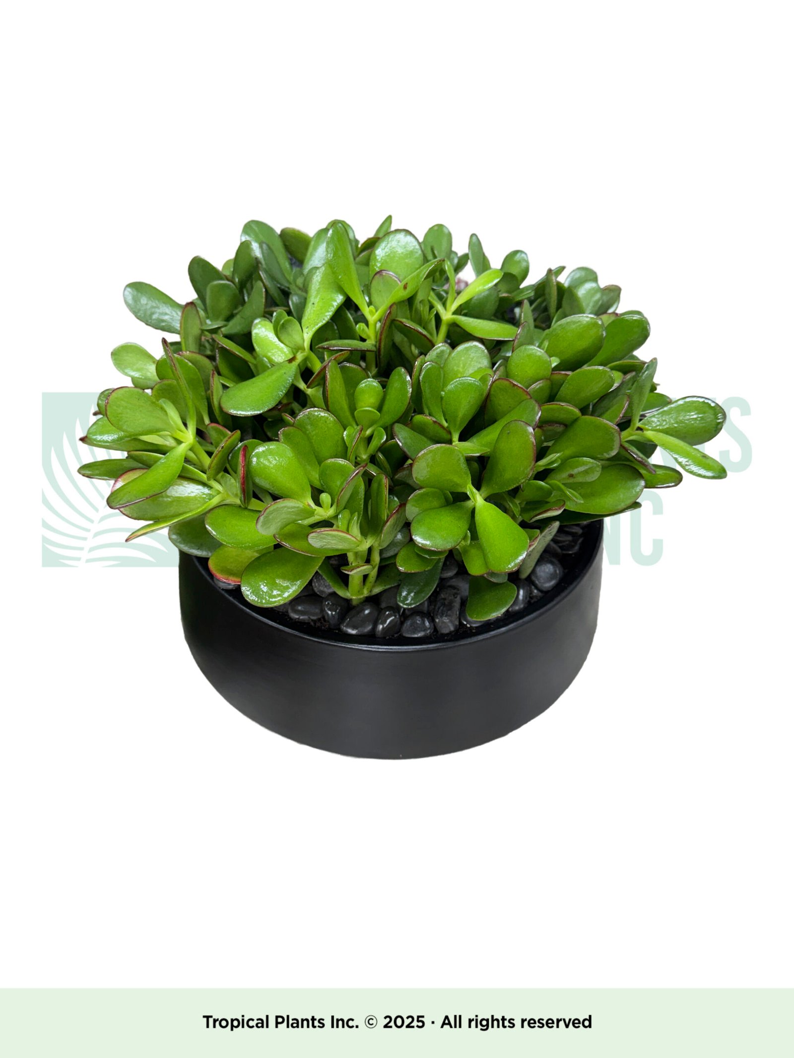 Jade Arrangement (B)/ rocks