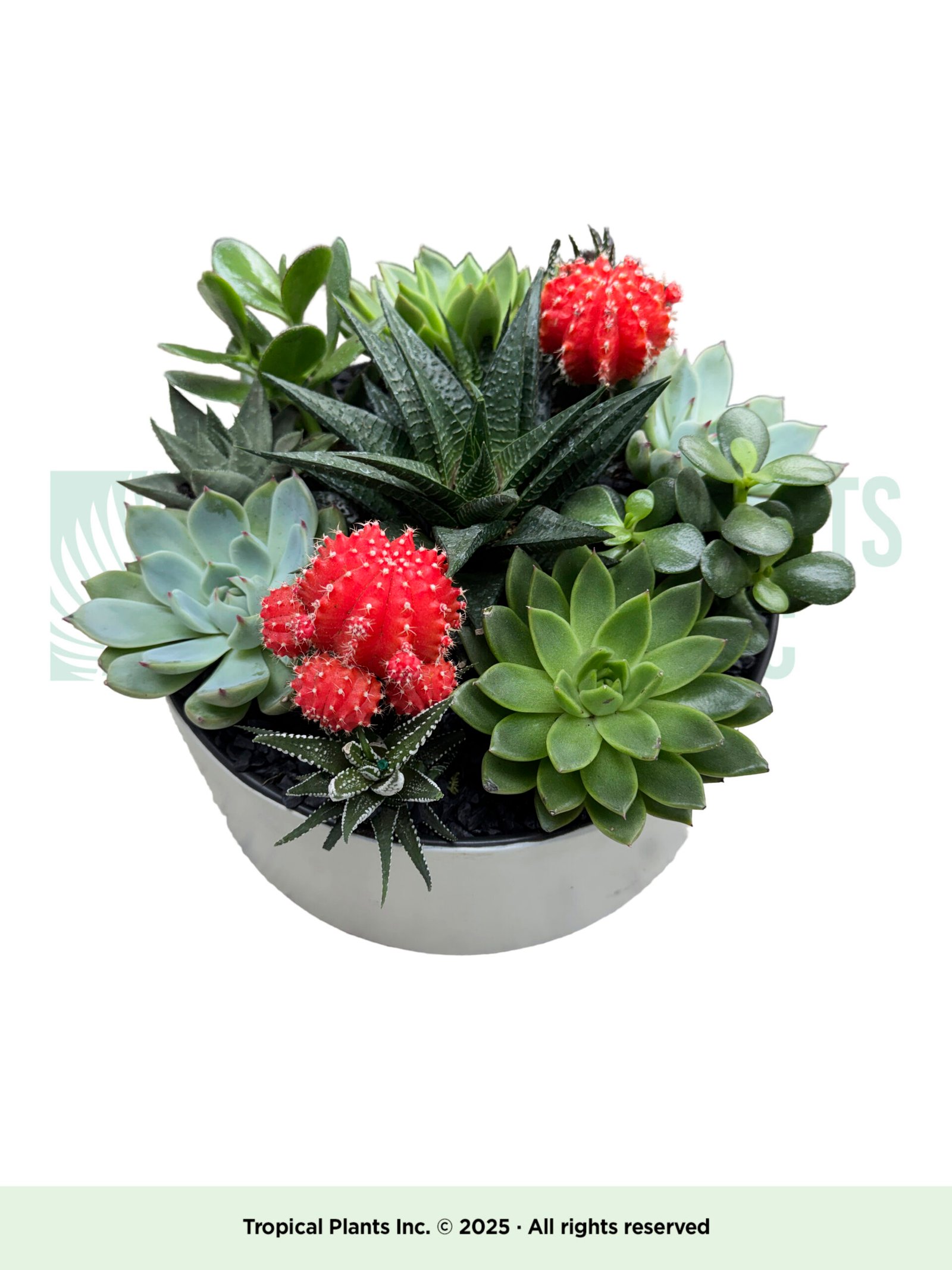 Succulent Arrangement 12"