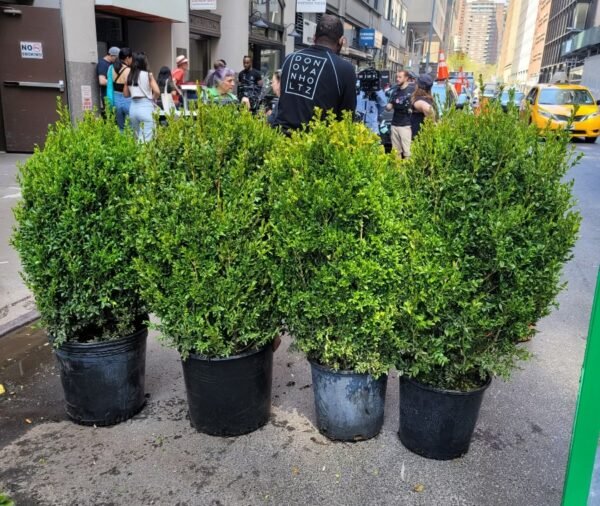 Mini Boxwood Hedge 3' tall